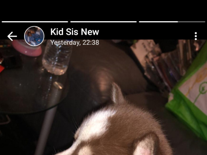 For Sale Husky puppies 