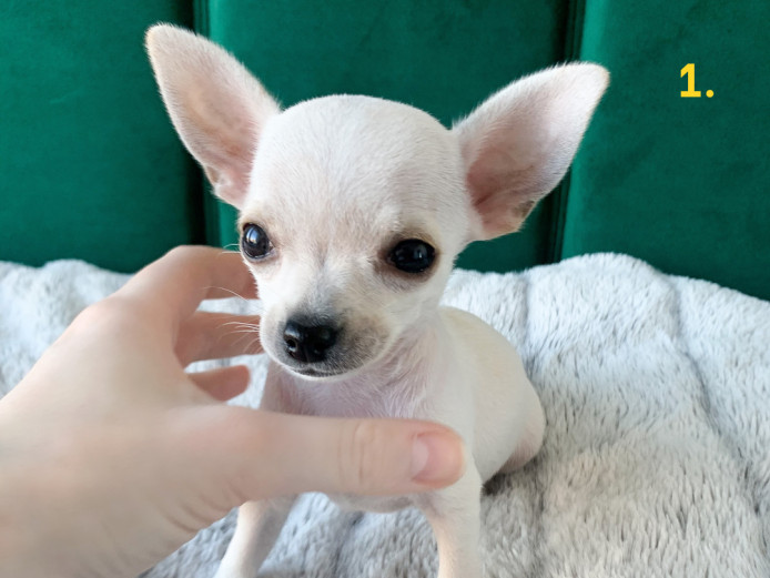 KC Registered Pedigree Miniature Chihuahua Puppies 