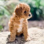 Beautiful Cavapoo Puppies - only 3 left!!