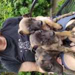 Whippet puppies for sale 