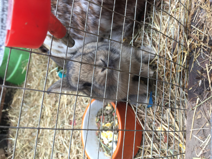Brown baby Netherland dwarf bunny for sale