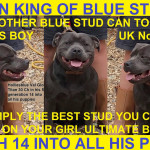 Meet Titan The Best True To Type Blue Staff Stud On The Planet