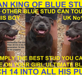 Pets  - Meet Titan The Best True To Type Blue Staff Stud On The Planet