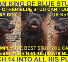 Meet Titan The Best True To Type Blue Staff Stud On The Planet