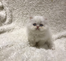 Adorable White Persian kittens for Adoption