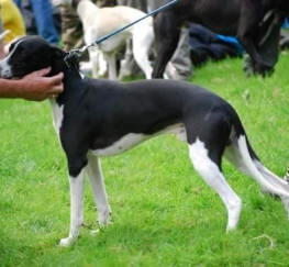 Pets  - Stunning kc registered whippets