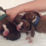 5 boxer pups for sale