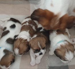 Pets  - Shihtzus girls and boys available 