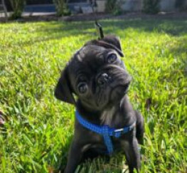 Pets  - pug puppies for adoption