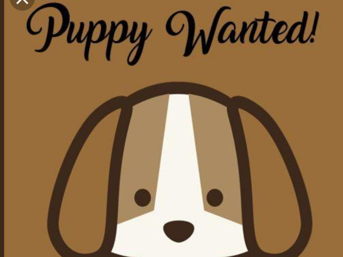 Chihuahua Puppy Wanted