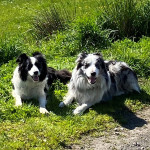 Outstanding Merle and Black/White Border Collie Pups