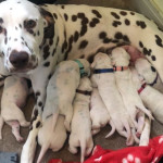 STUNNING!!!!!! Dalmatian Puppies For Sale!!