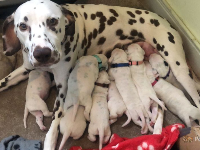 STUNNING!!!!!! Dalmatian Puppies For Sale!!
