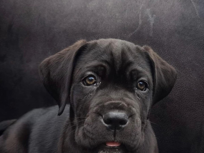 Champion registered ABKC registered cane corso puppies ready 6th may