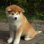 AKITA Puppy for sale