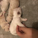 Gorgeous maltipoochon puppy’s for sale