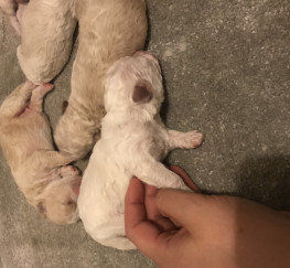 Pets  - Gorgeous maltipoochon puppy’s for sale