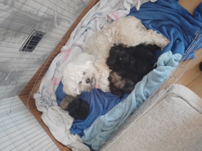 Lhasa Apso pups for sale