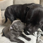 Blue Staffordshire bull terrier puppies available 
