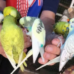 Hand Tamed Budgies For Sale In 4 Colours Going Quick!