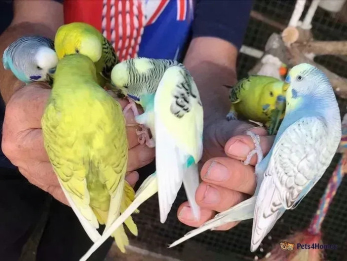 Hand Tamed Budgies For Sale In 4 Colours Going Quick!