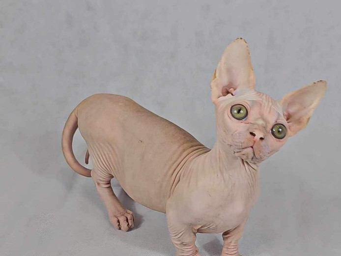 Sell bambino and Sphynx and Elf males 