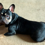 Five Star Forever Home Wanted For 9 Month Old Black and Tan French Bulldog