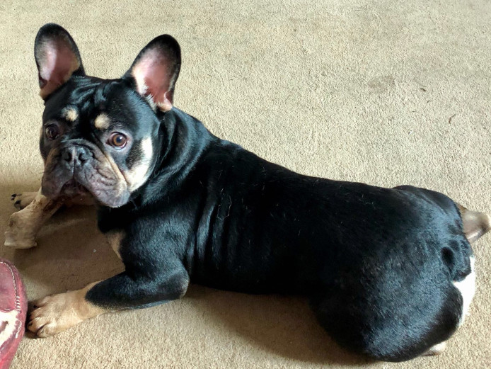 Five Star Forever Home Wanted For 9 Month Old Black and Tan French Bulldog