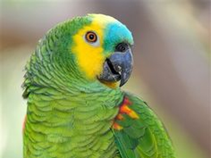 Amazon parrot wanted