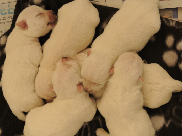 westhighlandwhite terriers