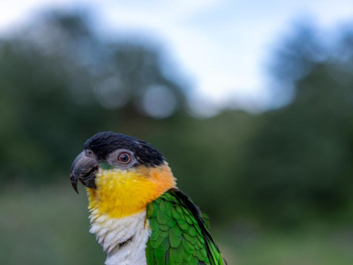 Black-headed caique parrot