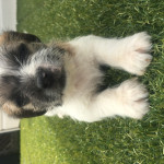 Beautiful pure bred Jack Russell puppies