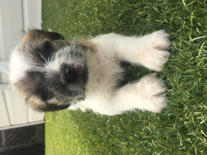 Beautiful pure bred Jack Russell puppies