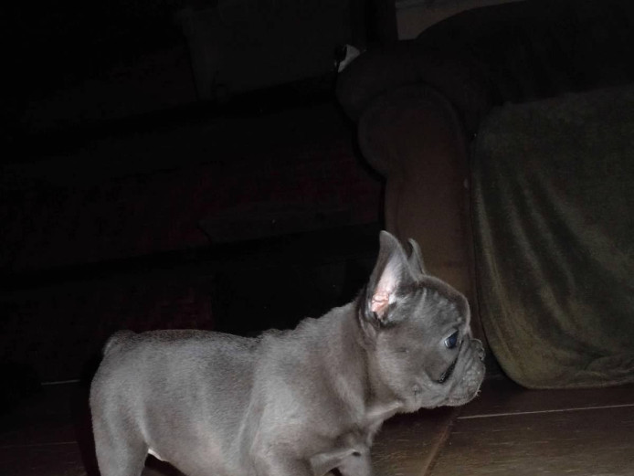 Excellent Male And Female French Bulldog Puppies For Adoption
