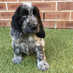 Cocker spanial puppies For Sale 
