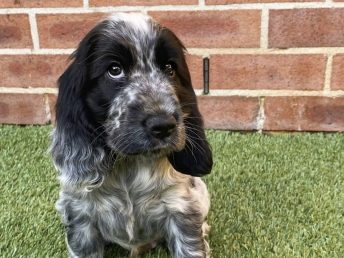 Cocker spanial puppies For Sale 