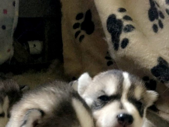 Two siberian husky puppies for sale