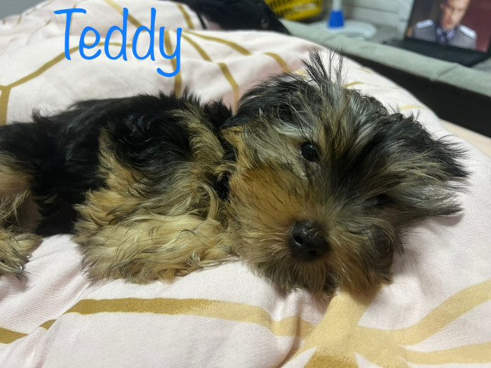 Beautiful Yorkshire terrier puppies Ready now 
