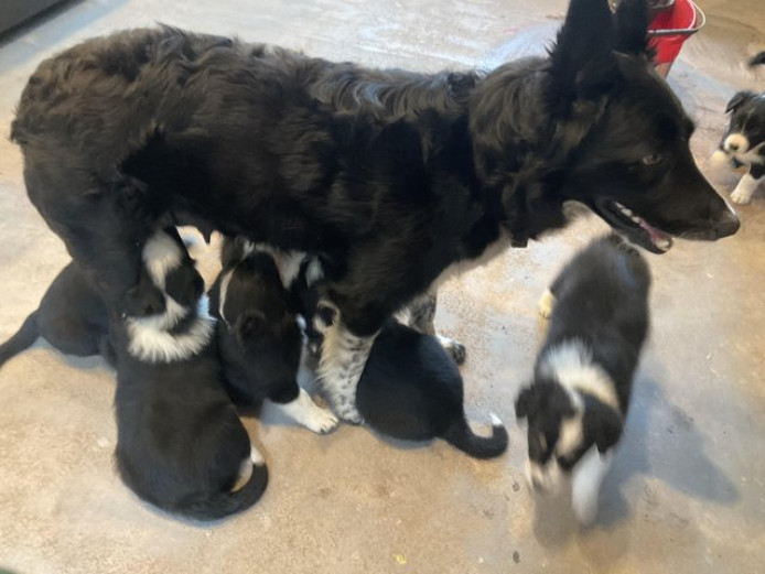 2 Lovely Border Collie Puppies Looking For Their Forever Homes