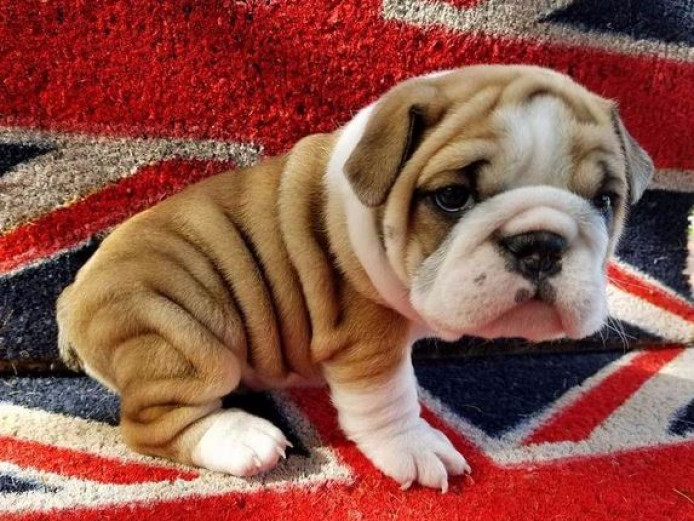   Cute and Beautiful and healthy bulldog puppies for sale