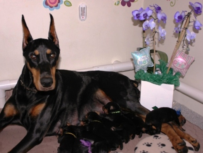 adorable litters of awesome doberman