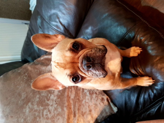 4 FRENCH BULLDOG PUPPIES FOR SALE