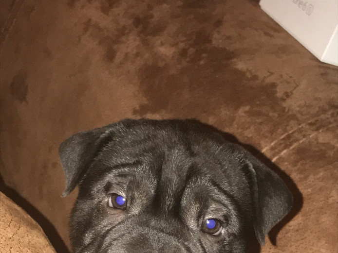Sharpei puppy’s ready for there forever homes