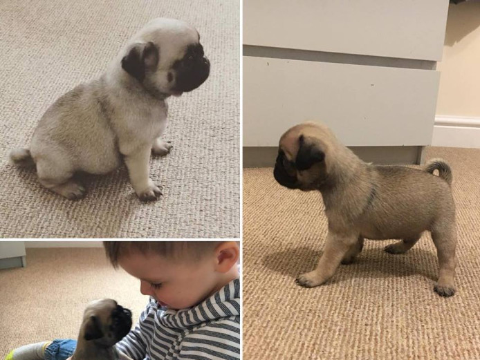 BEAUTIFUL KC REGISTERED PUG PUPPIES *READY TO LEAVE IN 2 WEEKS*