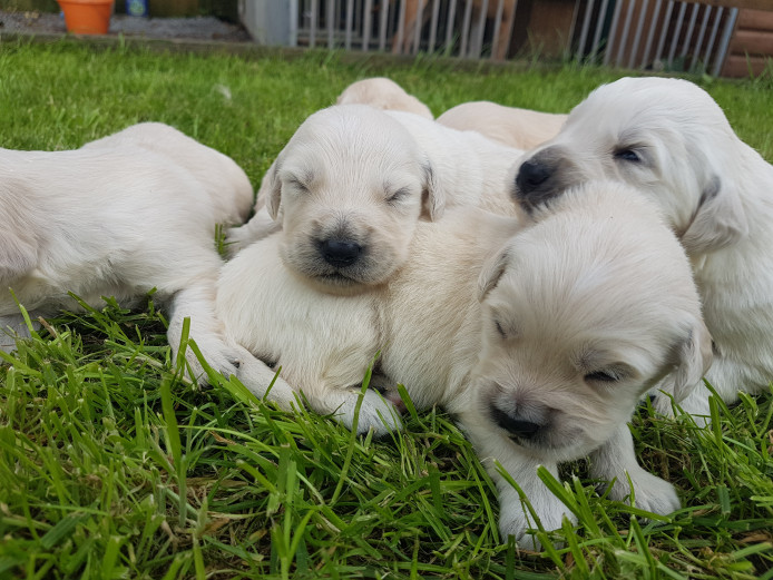 KC Registered Golden Retriever Puppies 