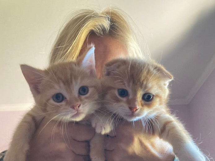 Scottish fold orange kittens