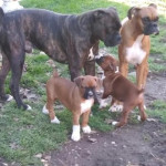 Very loving Playful and such a smart Boxer puppies