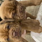 6 BEAUTIFUL PUPS FOR SALE, 2 GIRLS AND 4 BOYS