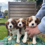 Charming Dna Tested Cavalier King Charles Puppies.
