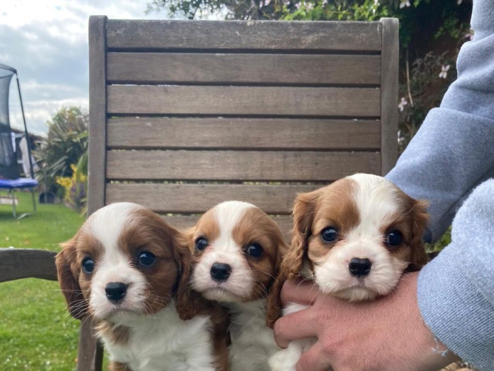 Charming Dna Tested Cavalier King Charles Puppies.